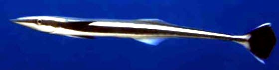 Echeneis naucrates_06